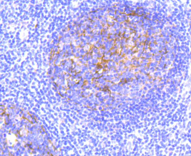 CD11b Rabbit mAb