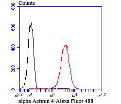 alpha Actinin 4 Rabbit mAb