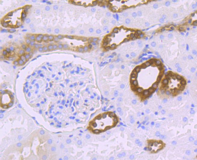 HPRT Rabbit mAb
