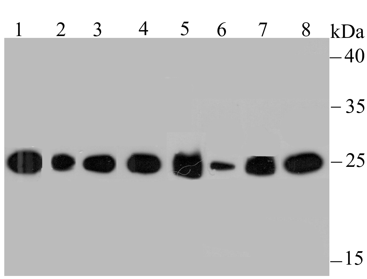 HPRT Rabbit mAb