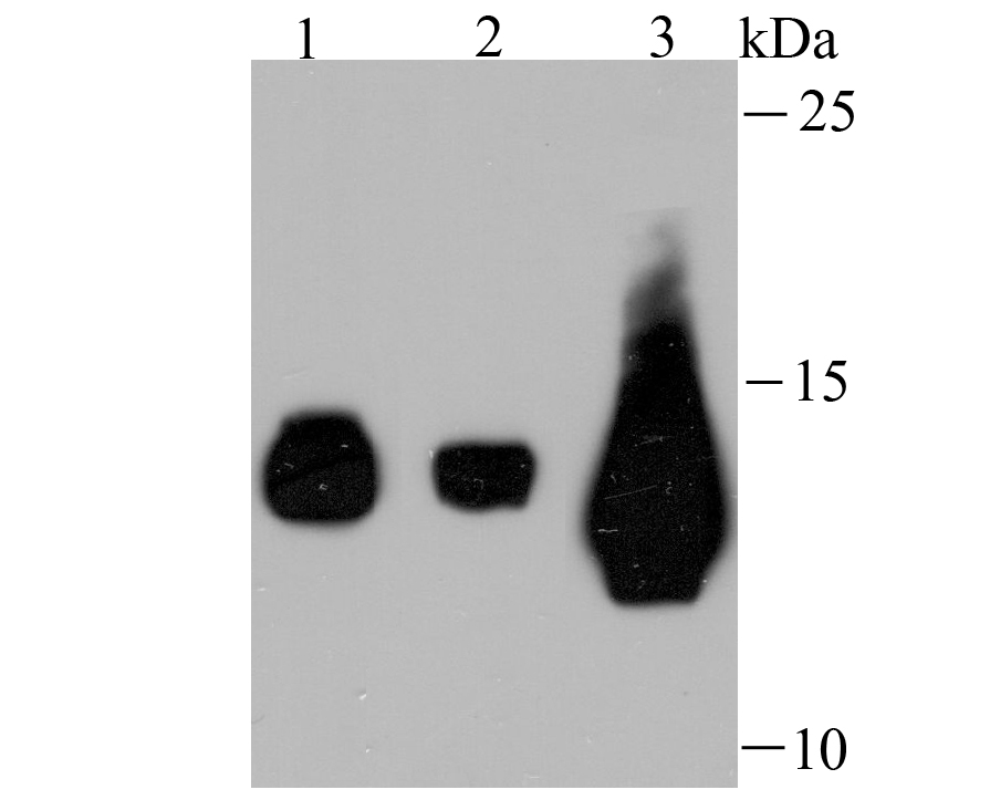 Fragilis Rabbit mAb