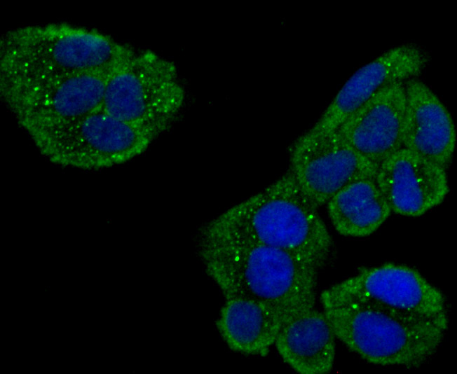 USP10 Rabbit mAb