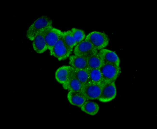 USP10 Rabbit mAb