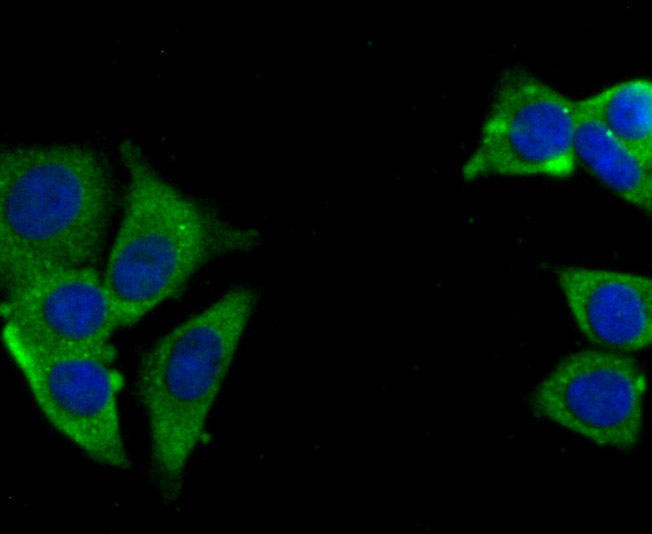 USP10 Rabbit mAb