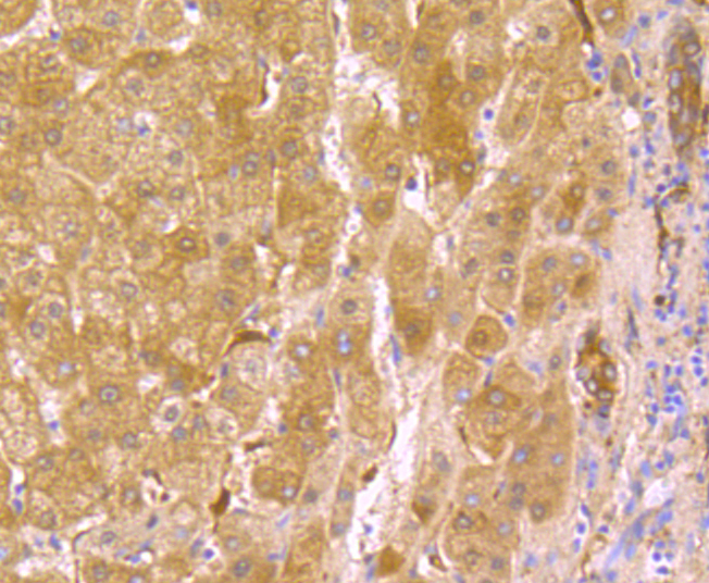 USP10 Rabbit mAb