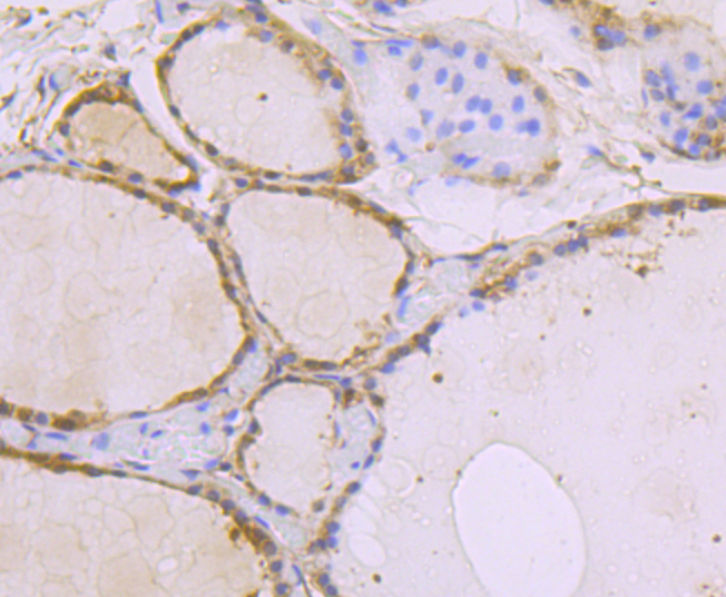 USP10 Rabbit mAb