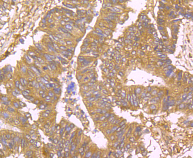 USP10 Rabbit mAb