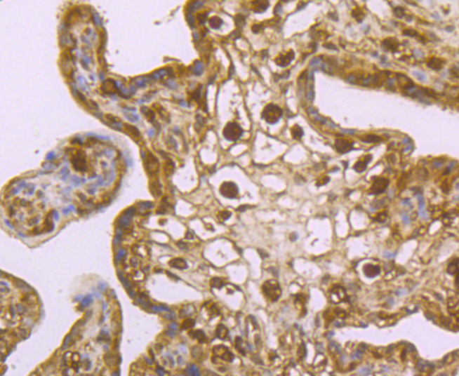 USP10 Rabbit mAb