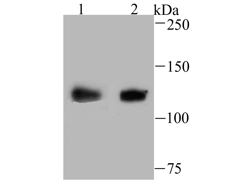 USP10 Rabbit mAb