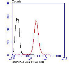 USP22 Rabbit mAb