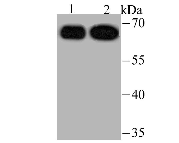 USP22 Rabbit mAb