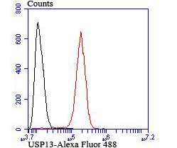 USP13 Rabbit mAb