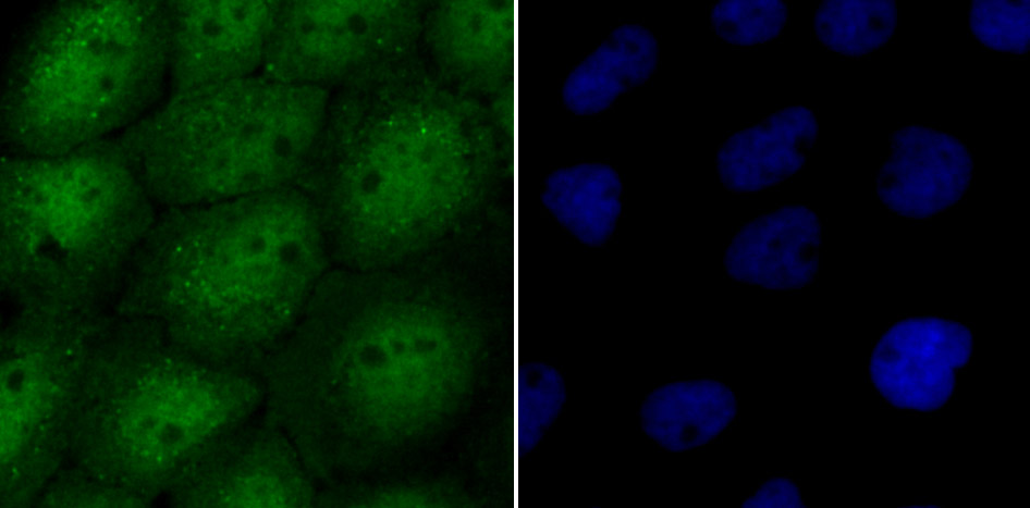 USP13 Rabbit mAb