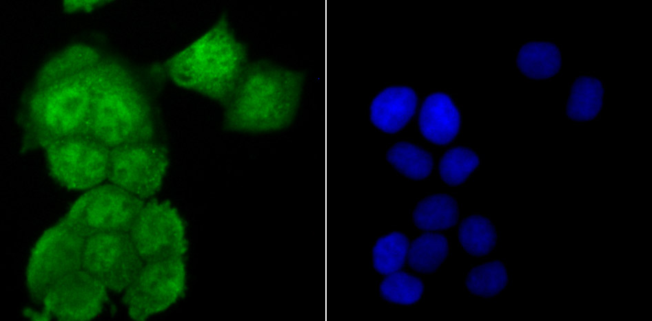 USP13 Rabbit mAb