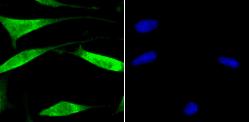 USP13 Rabbit mAb