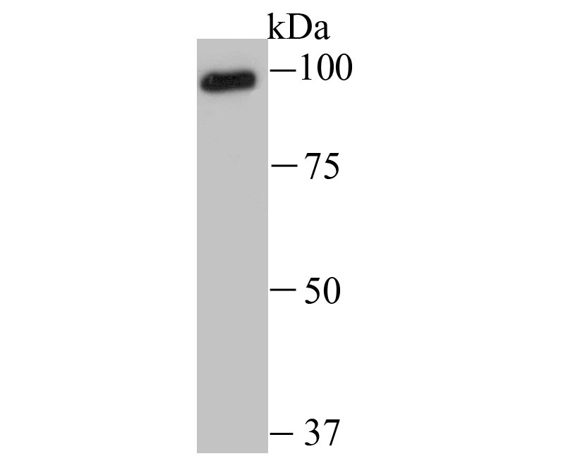 USP13 Rabbit mAb