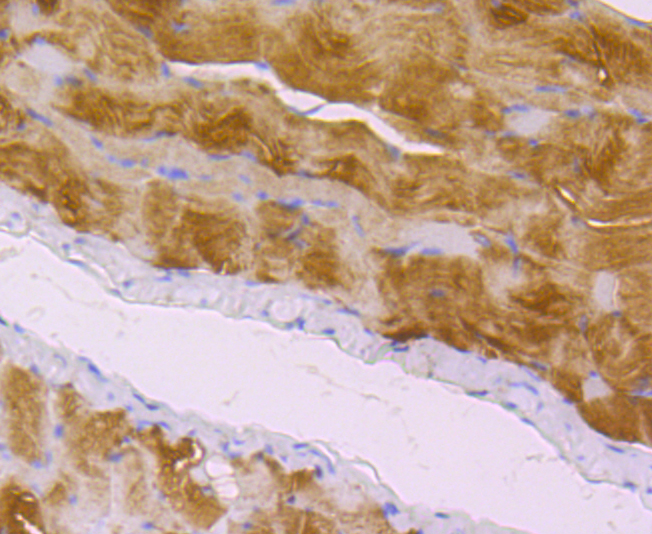 Zyxin Rabbit mAb