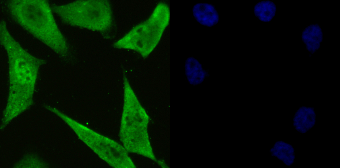 PSMA1 Rabbit mAb