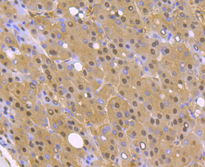 PSMA1 Rabbit mAb