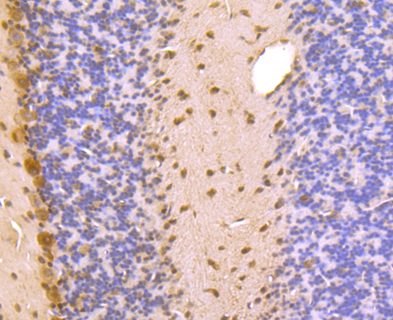 PSMA1 Rabbit mAb