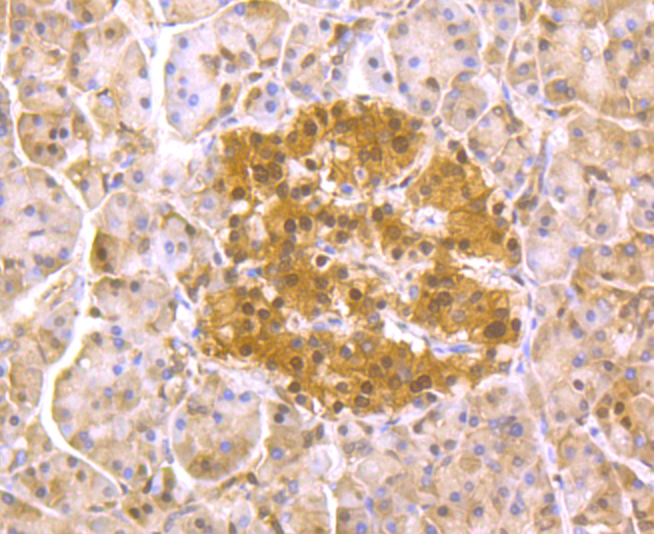 PSMA1 Rabbit mAb