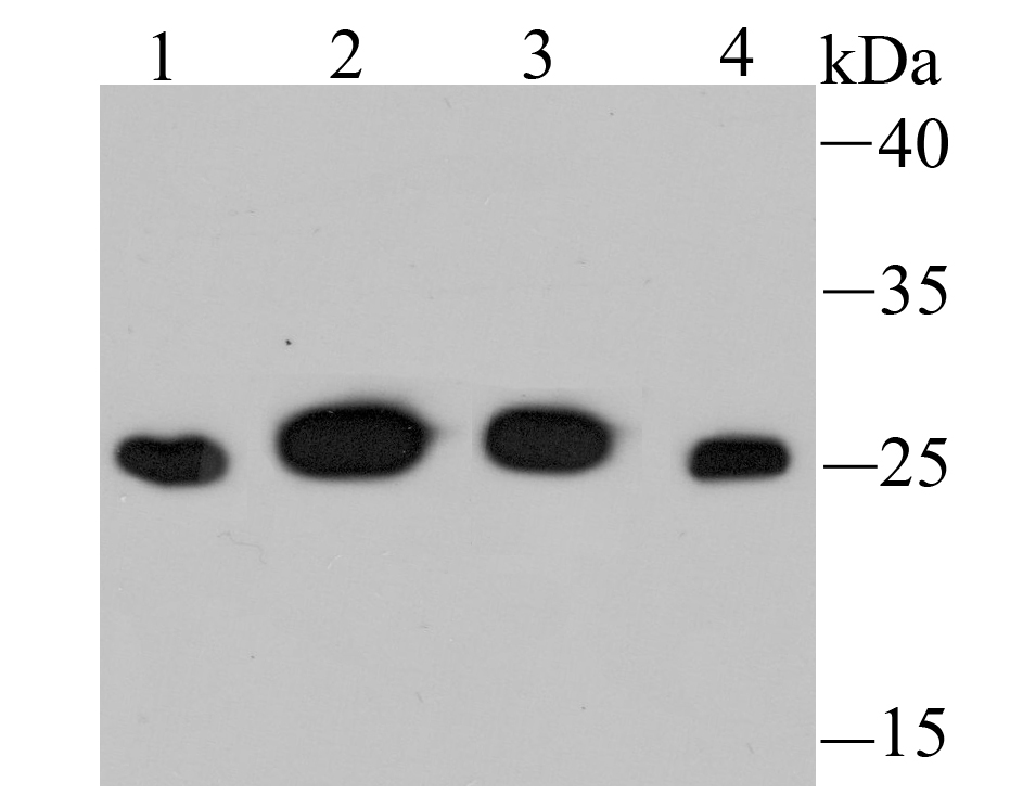 PSMA1 Rabbit mAb