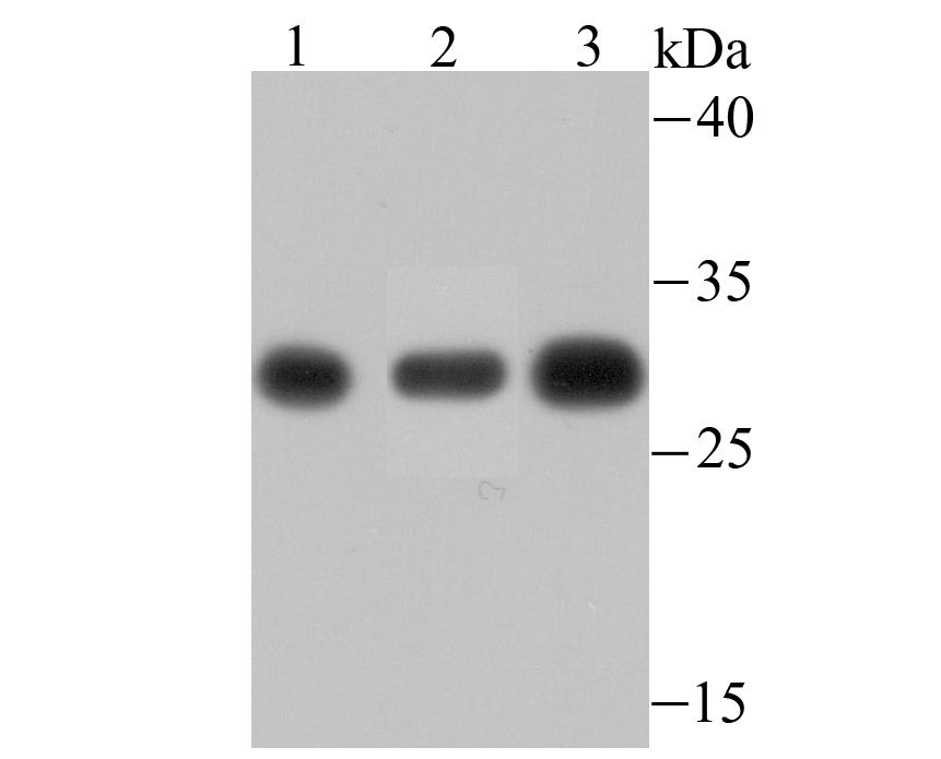 PSMA1 Rabbit mAb