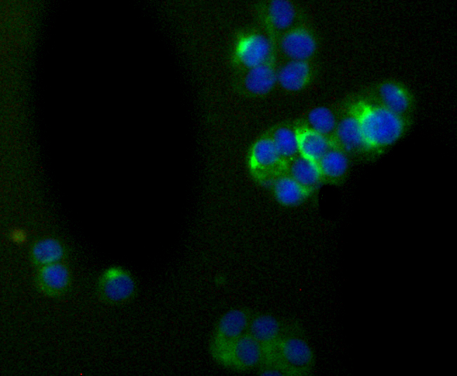 alpha Internexin Rabbit mAb