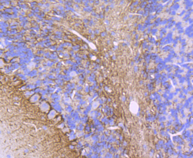 alpha Internexin Rabbit mAb