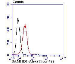 SAMHD1 Rabbit mAb