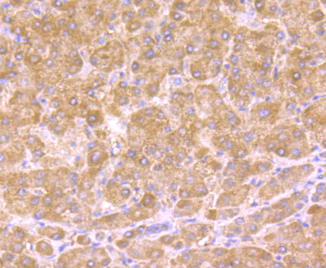 HSD11B1 Rabbit mAb