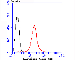 LOX Rabbit mAb