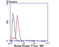 Wnt5a Rabbit mAb