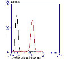 Drosha Rabbit mAb