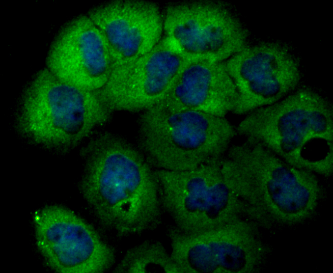 Usp14 Rabbit mAb