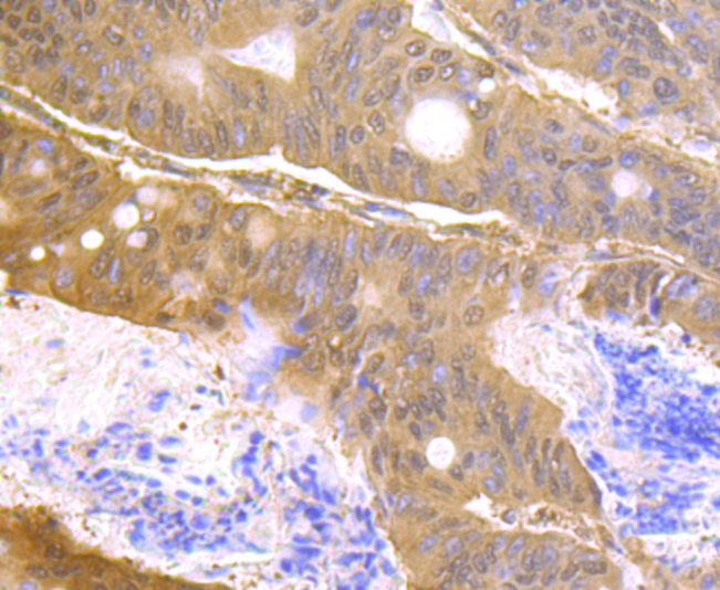 Usp14 Rabbit mAb