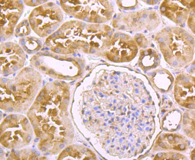 Usp14 Rabbit mAb