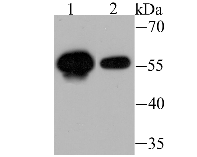 Usp14 Rabbit mAb