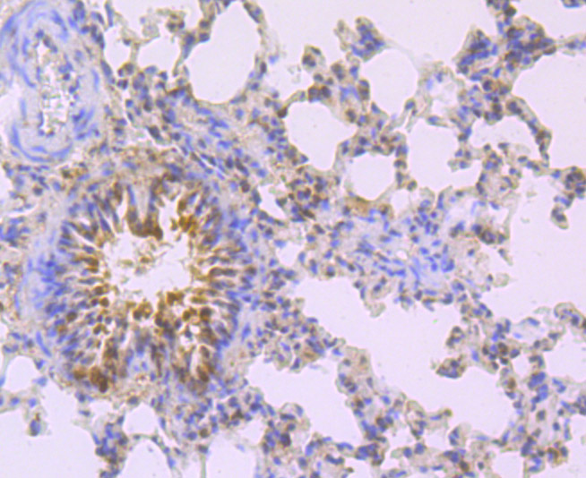 Mad2L2 Rabbit mAb