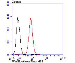 WASL Rabbit mAb