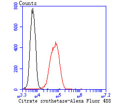 Citrate synthetase Rabbit mAb