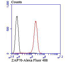 ZAP70 Rabbit mAb