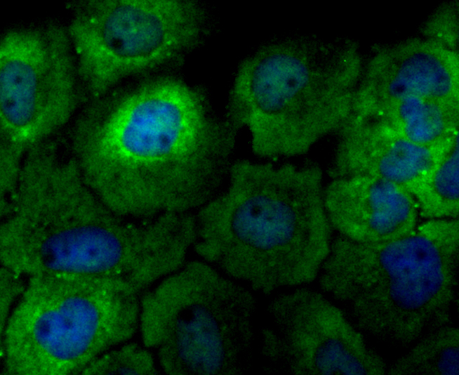 p23 Rabbit mAb