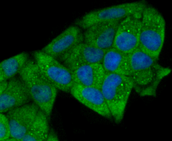 p23 Rabbit mAb