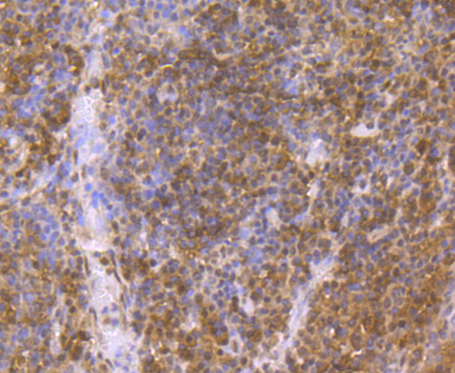 p23 Rabbit mAb