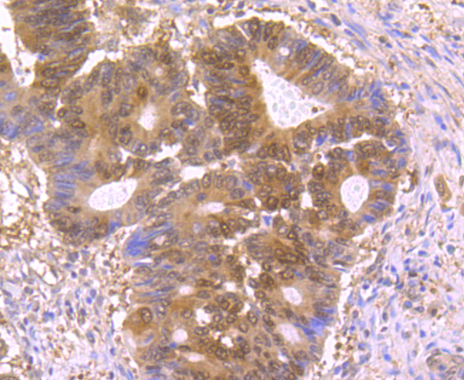 p23 Rabbit mAb