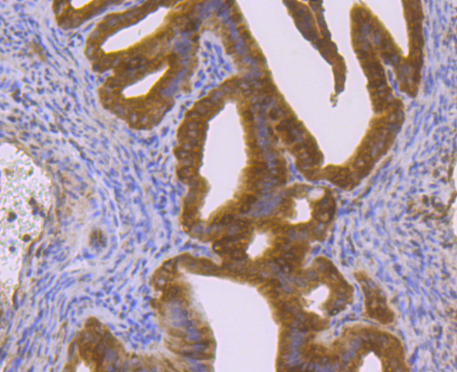 p23 Rabbit mAb