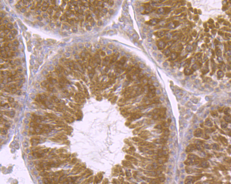 p23 Rabbit mAb