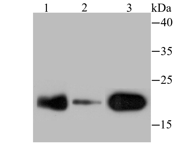 p23 Rabbit mAb