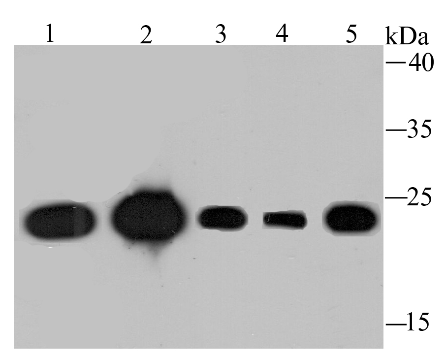 TCTP Rabbit mAb